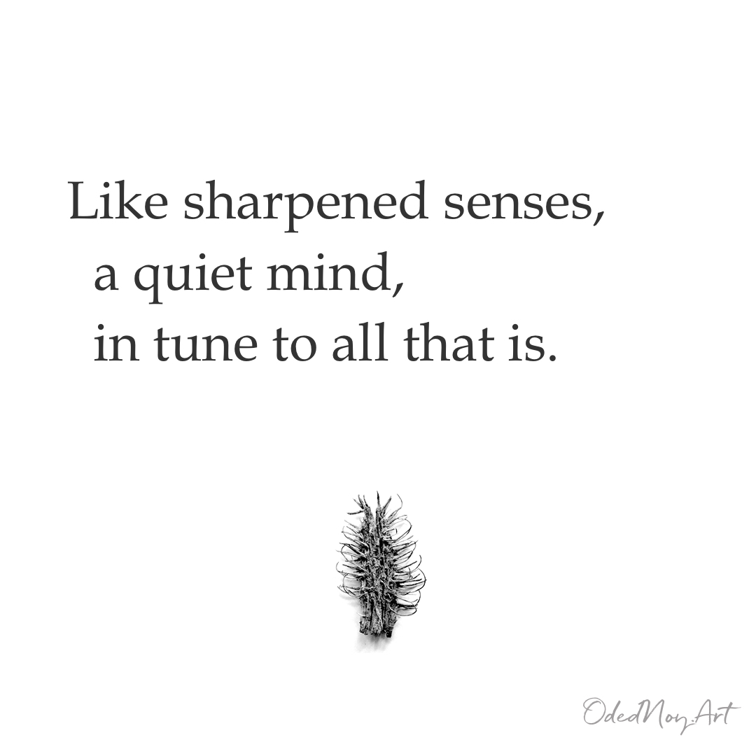 Like sharpened senses, a quiet mind, in tune to all that is.