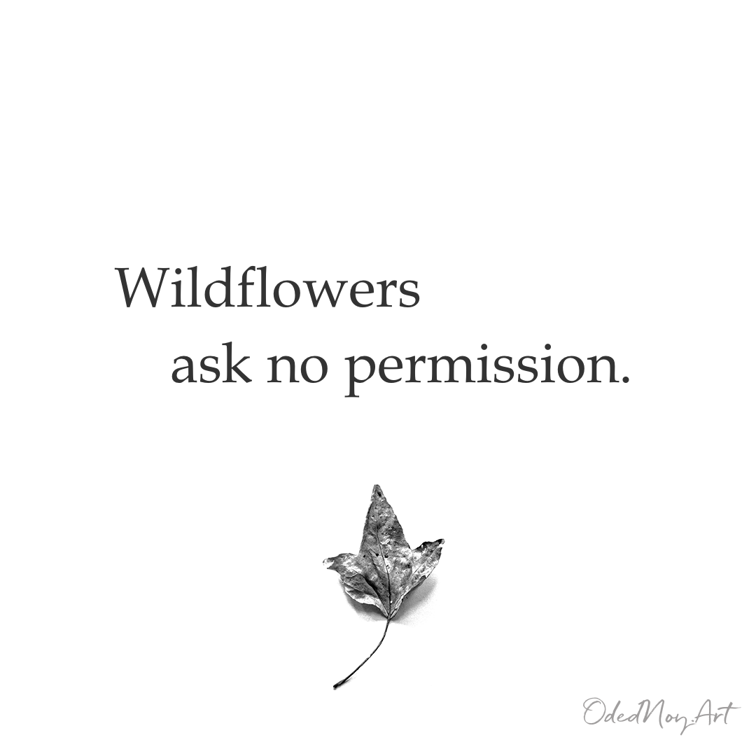 Wildflowers ask no permission