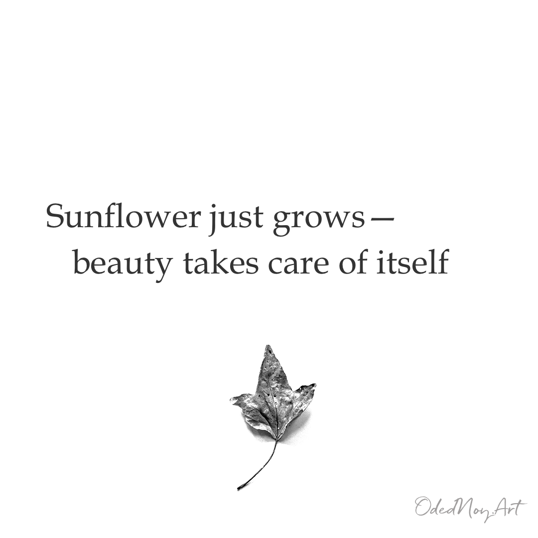 Sunflower just grows