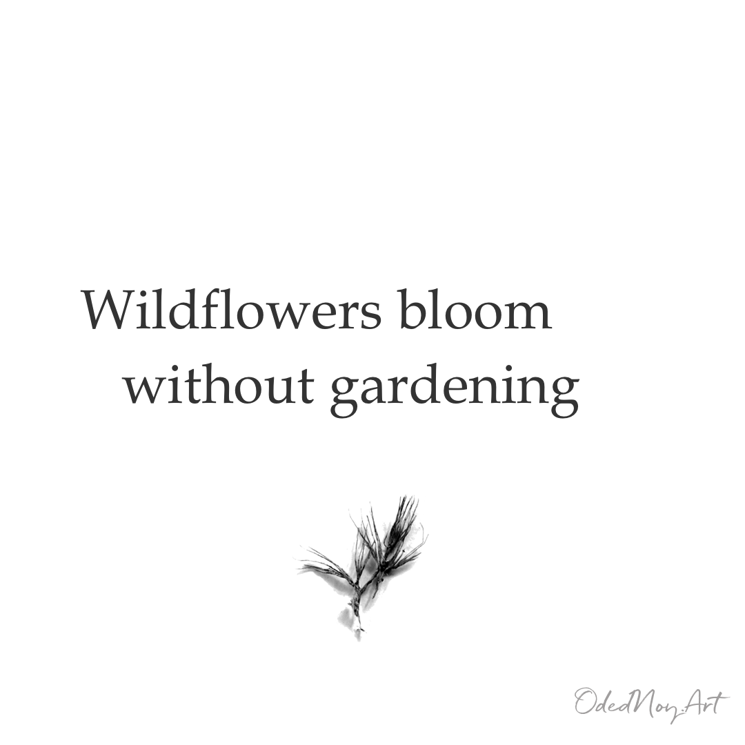 Wildflowers Bloom