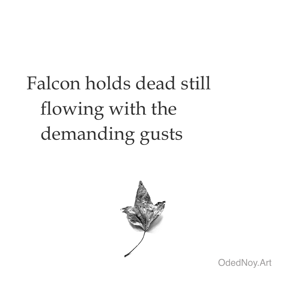 Falcon Holds Dead Still